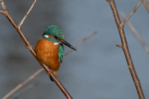 Fotografentraum Eisvogel