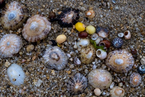 Fundstücke am Strand