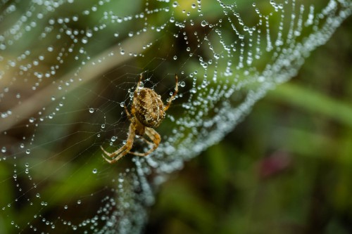 Spinne im Netz