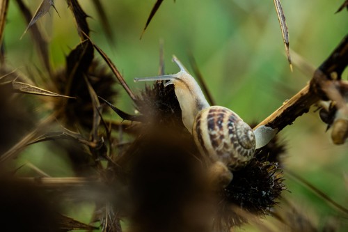 Kleine Schnecke