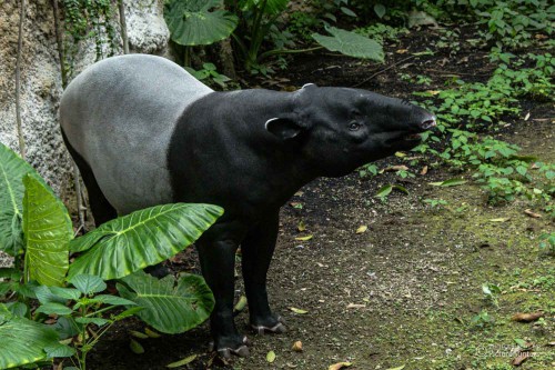 Tapir