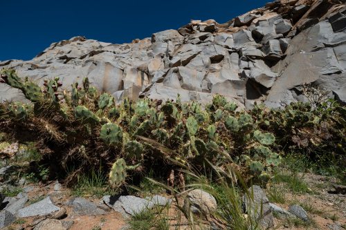 Kakteen und Felsen