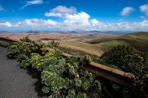 Blüten und Ausblick