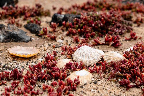 Fundstücke am Strand