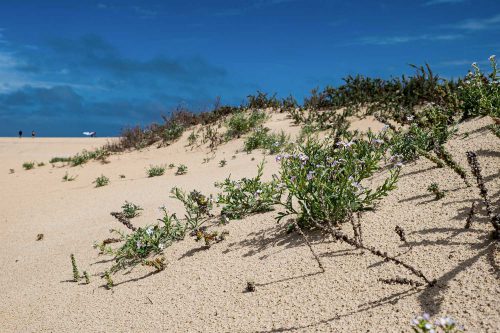 Dünenpflanzen