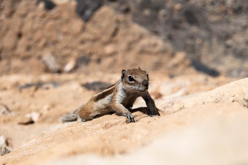 Neugieriges Hörnchen