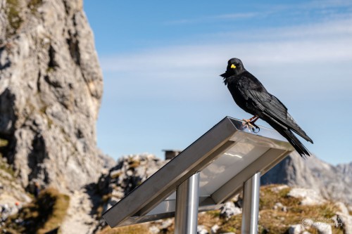 Neugierige Alpendohle