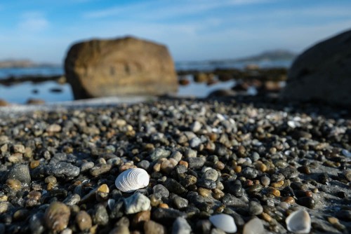 Kleine Muschel