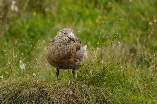 Raubmöve (Skua)