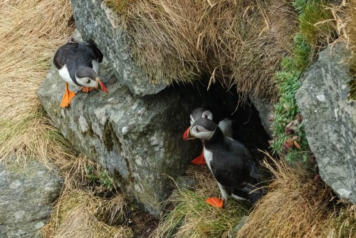 Die ersten Puffins
