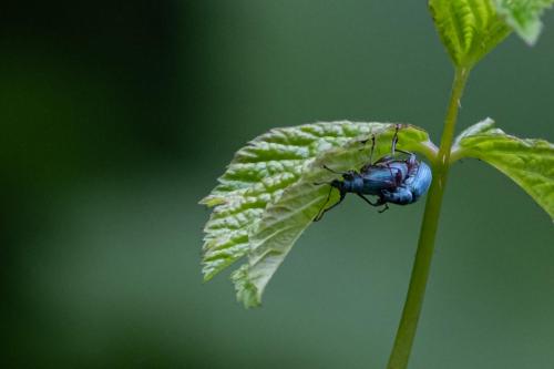 Blaue Käfer