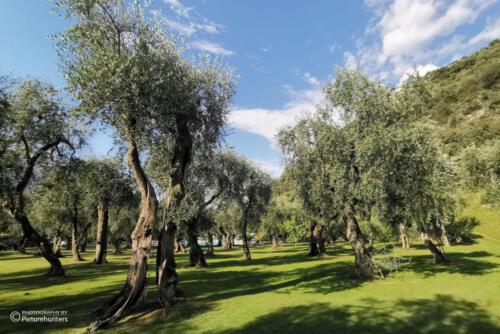 Olivenbäume im Garten