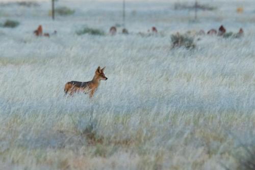 Besuch vom Schakal