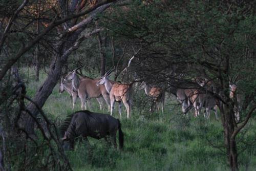 Eland-Antilopen