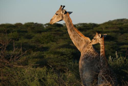 Giraffe im Morgenlicht